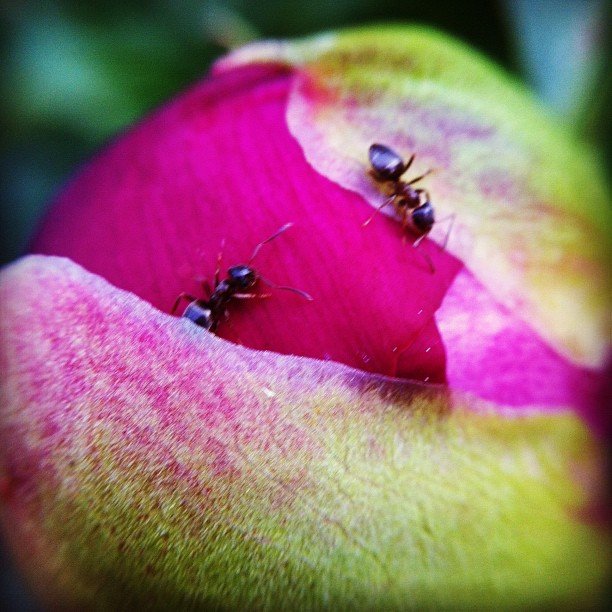A blurry photo of an opening rosebud with two black ants crawling on it