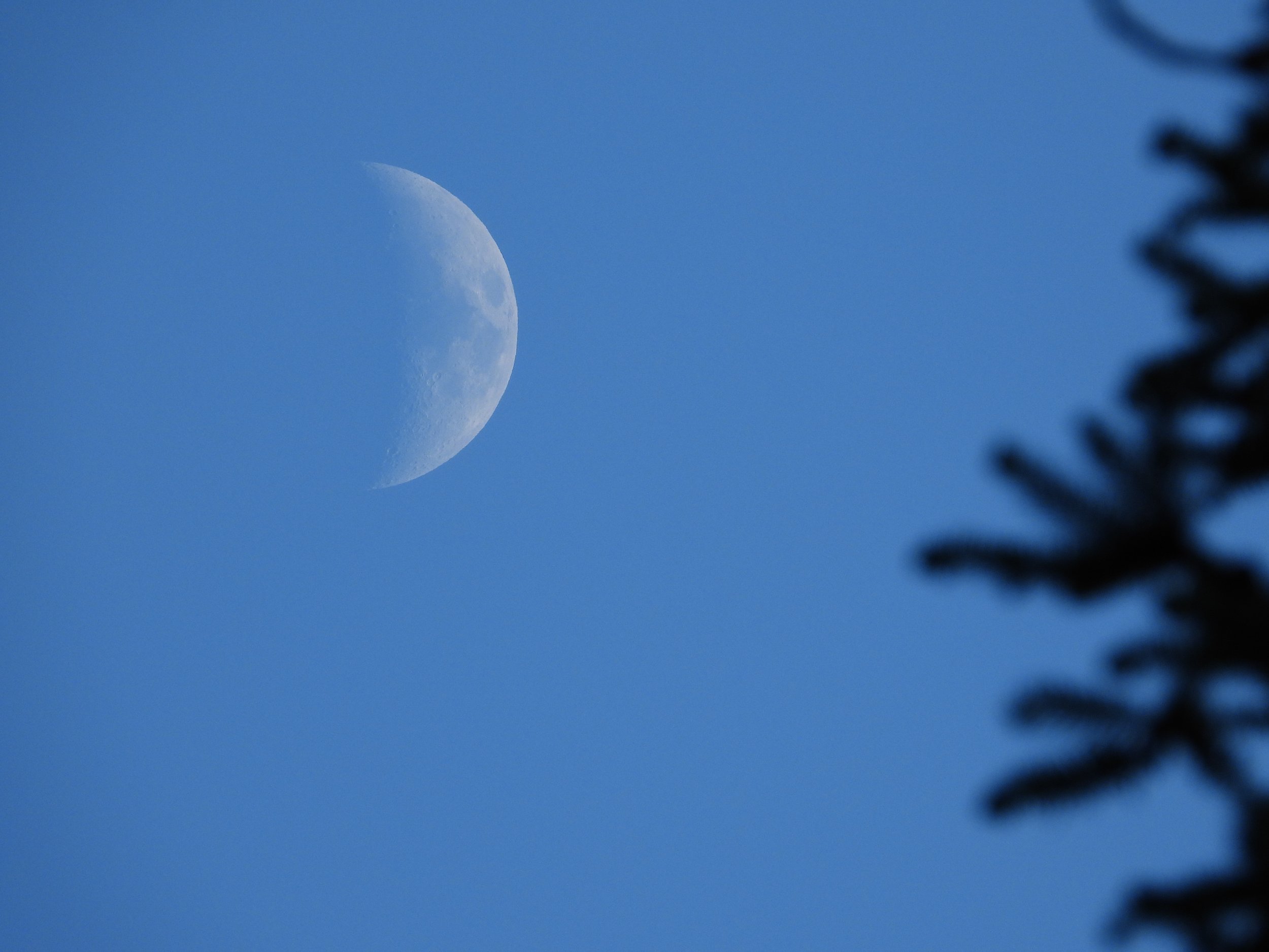 A waxing Moon nearly at the first quarter in the upper left of the frame on a pale blue afternoon sky, with the silhouette of pine needles zigzagging up the right side of the frame